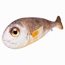 ���� ������