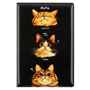 ���� ������